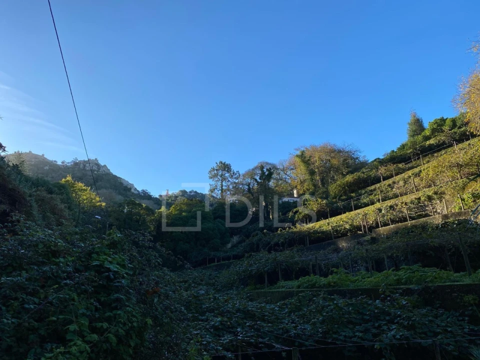 Terreno para Venda em Santa Maria e São Miguel, São Martinho, São Pedro Penaferrim Foto 7