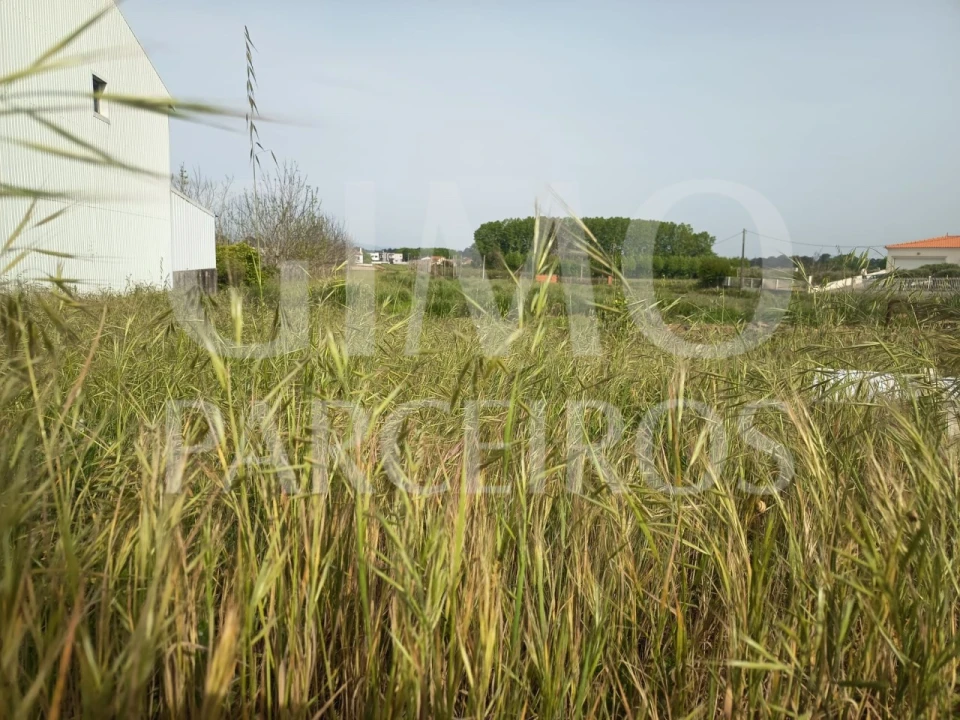 Terreno para Venda em Bustos, Troviscal e Mamarrosa Foto 6