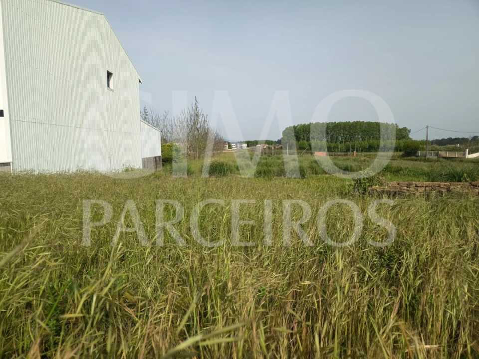 Terreno para Venda em Bustos, Troviscal e Mamarrosa Foto 4
