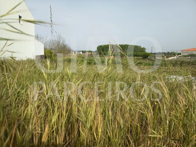 Terreno para Venda em Bustos, Troviscal e Mamarrosa Foto 6