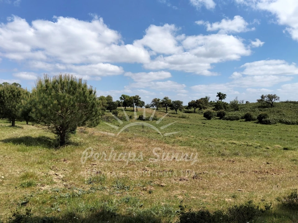Terreno Agricola ou Rústico para Venda em Grândola e Santa Margarida da Serra Foto 5