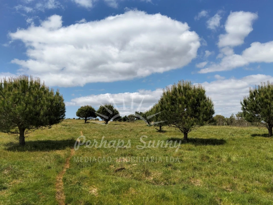 Terreno Agricola ou Rústico para Venda em Grândola e Santa Margarida da Serra Foto 15