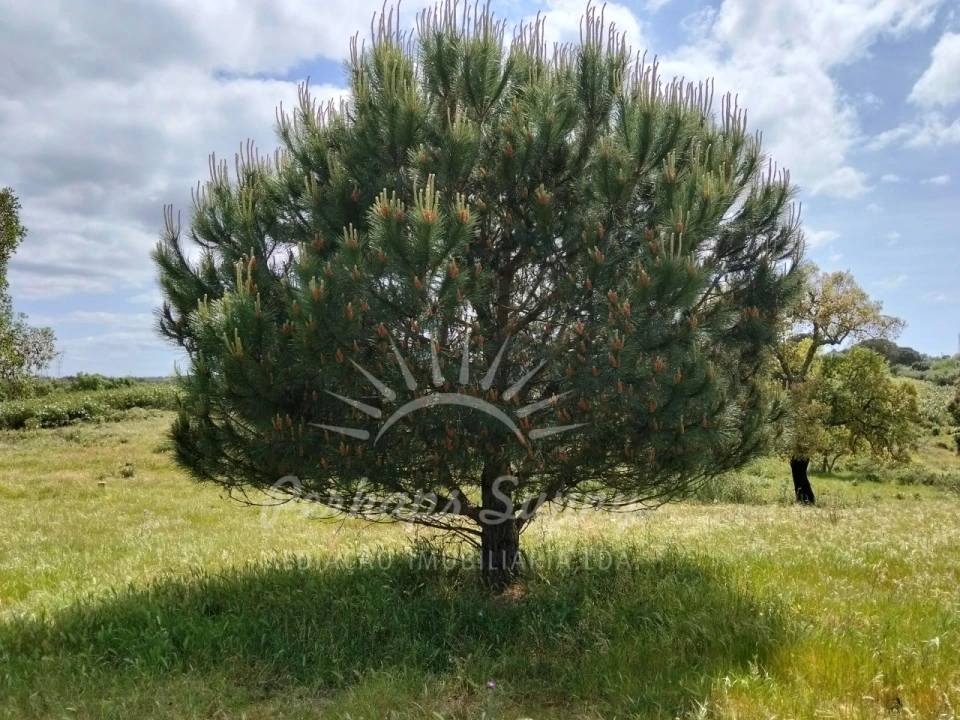 Terreno Agricola ou Rústico para Venda em Grândola e Santa Margarida da Serra Foto 28