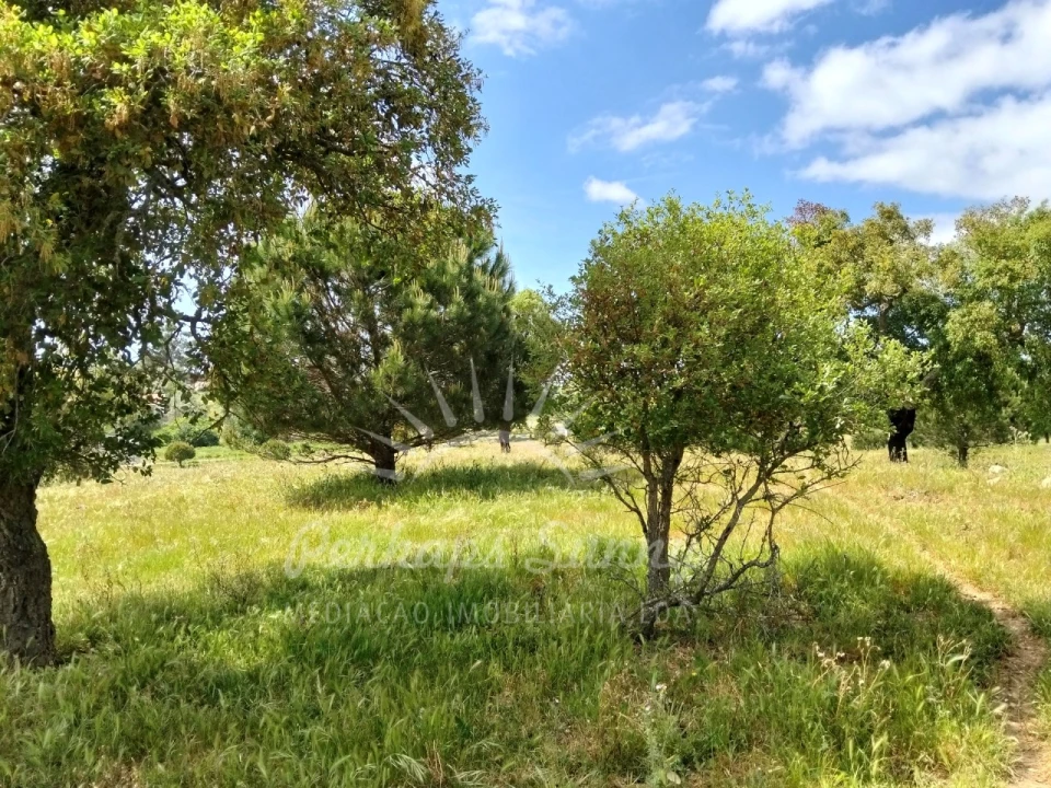Terreno Agricola ou Rústico para Venda em Grândola e Santa Margarida da Serra Foto 31