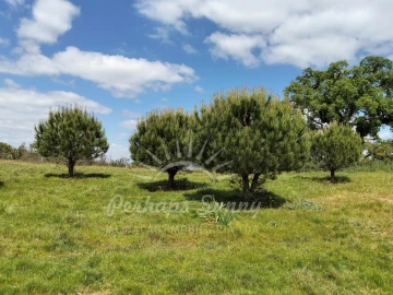 Terreno Agricola ou Rústico para Venda em Grândola e Santa Margarida da Serra