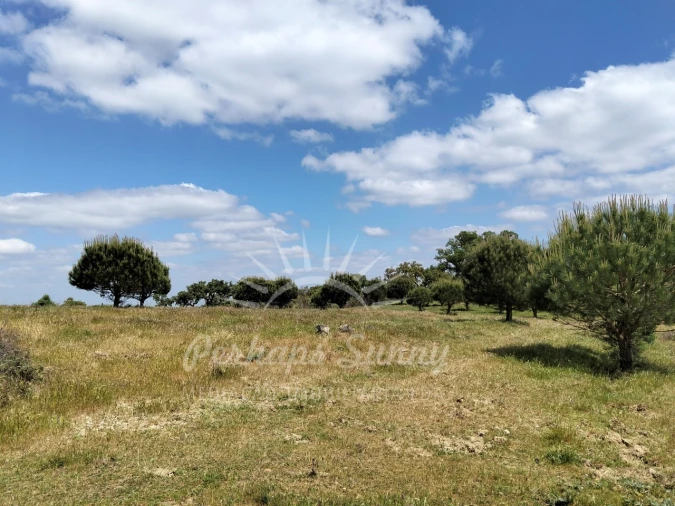Terreno Agricola ou Rústico para Venda em Grândola e Santa Margarida da Serra Foto 6