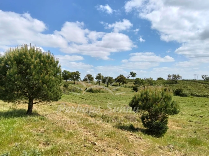 Terreno Agricola ou Rústico para Venda em Grândola e Santa Margarida da Serra Foto 9