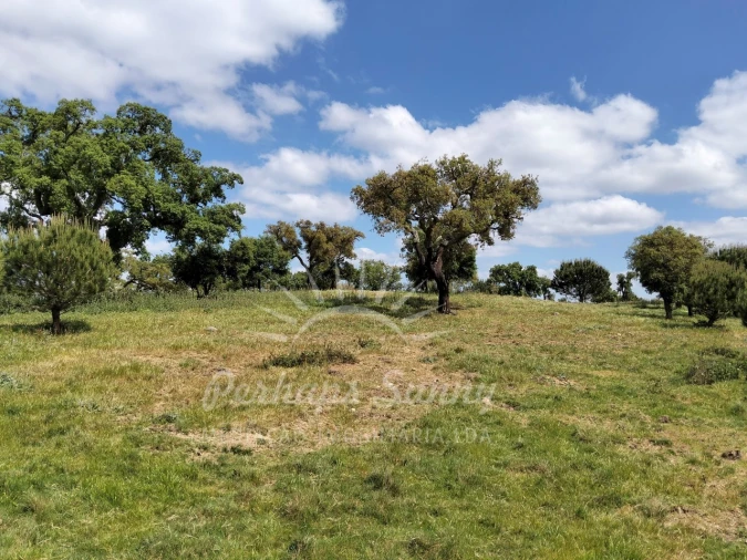 Terreno Agricola ou Rústico para Venda em Grândola e Santa Margarida da Serra Foto 13