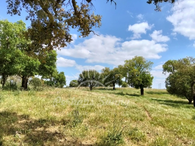 Terreno Agricola ou Rústico para Venda em Grândola e Santa Margarida da Serra Foto 21