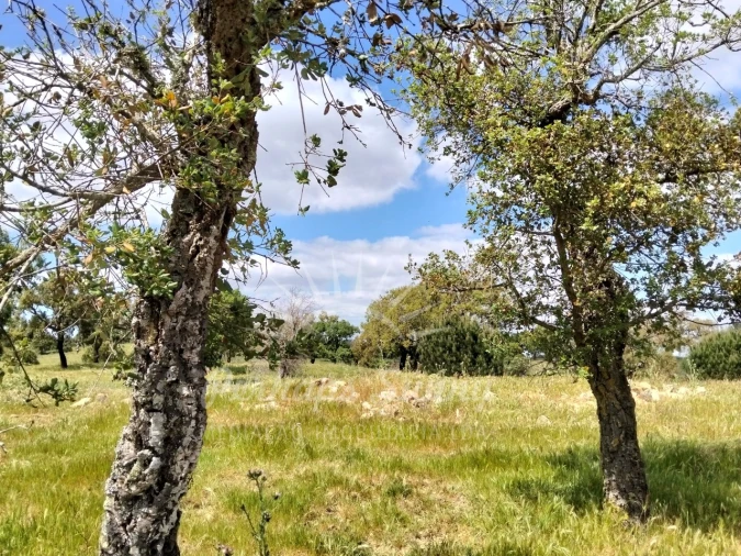 Terreno Agricola ou Rústico para Venda em Grândola e Santa Margarida da Serra Foto 30
