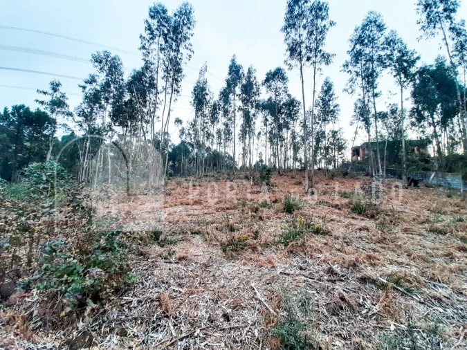 Terreno Agricola ou Rústico para Venda em Sandim, Olival, Lever e Crestuma Foto 9