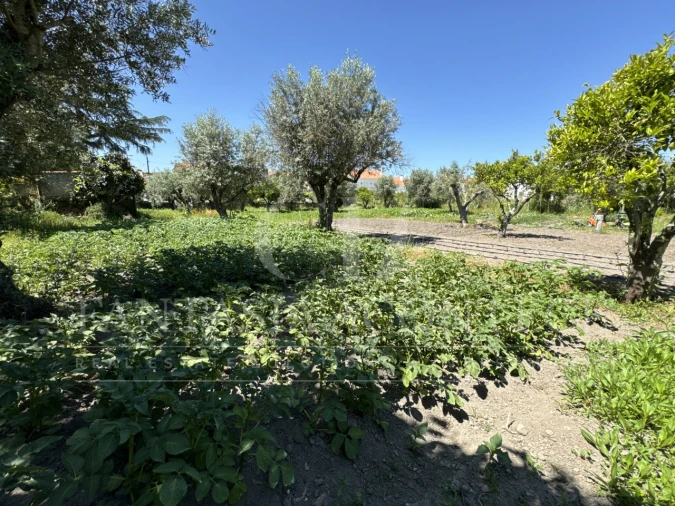 Terreno para Venda em Crato e Mártires, Flor da Rosa e Vale do Peso Foto 19