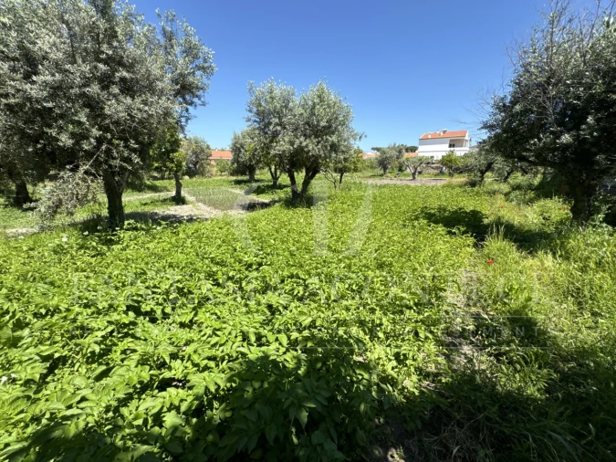 Terreno para Venda em Crato e Mártires, Flor da Rosa e Vale do Peso Foto 20