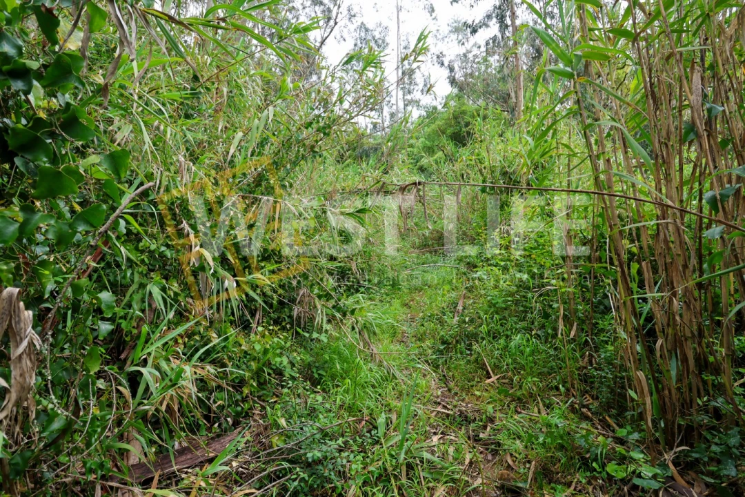 Terreno Agricola ou Rústico para Venda em Azueira e Sobral da Abelheira Foto 9