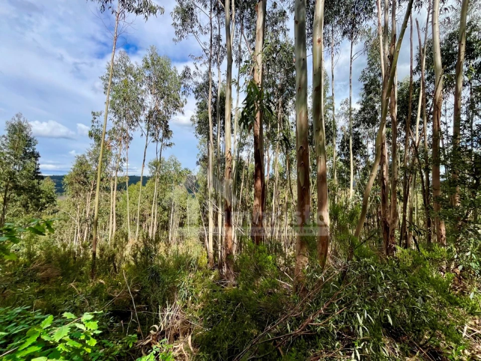 Terreno Agricola ou Rústico para Venda em Figueiró dos Vinhos e Bairradas Foto 1