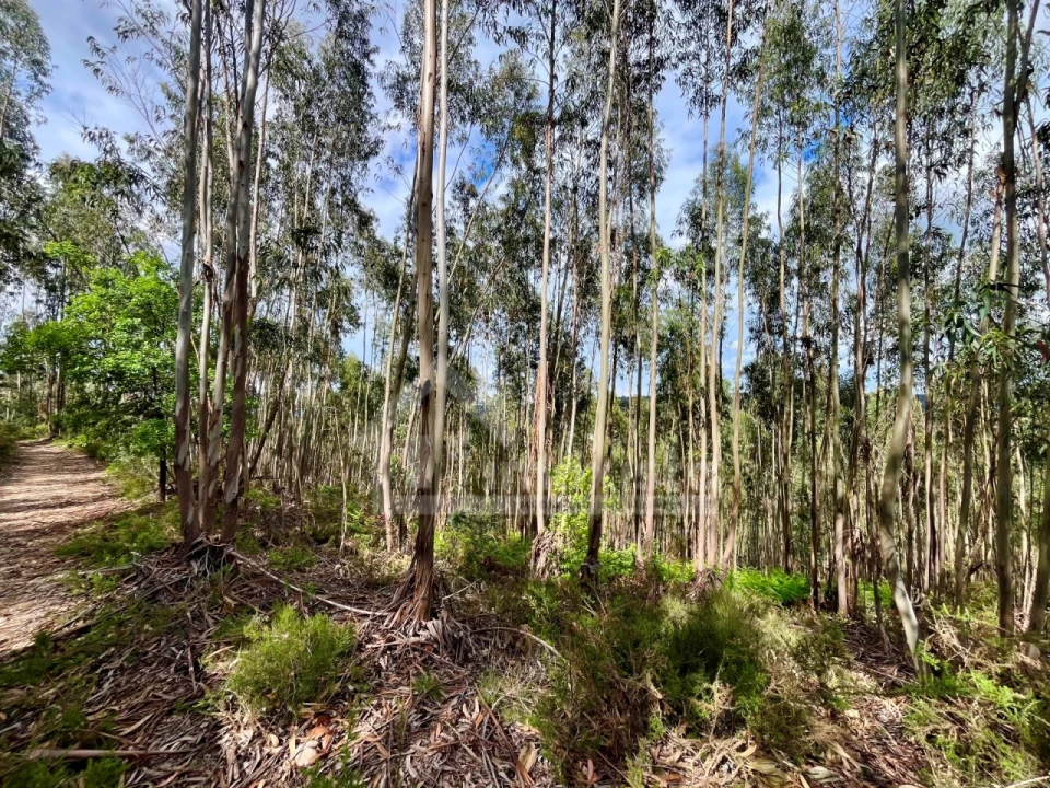Terreno Agricola ou Rústico para Venda em Figueiró dos Vinhos e Bairradas Foto 5