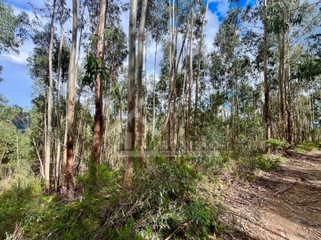 Terreno Agricola ou Rústico para Venda em Figueiró dos Vinhos e Bairradas