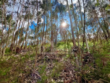 Terreno Agricola ou Rústico para Venda em Figueiró dos Vinhos e Bairradas