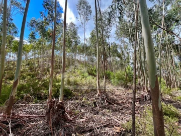 Terreno Agricola ou Rústico para Venda em Figueiró dos Vinhos e Bairradas