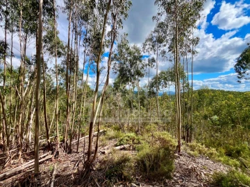 Terreno Agricola ou Rústico para Venda em Figueiró dos Vinhos e Bairradas