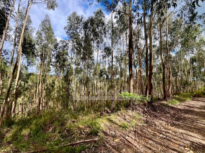 Terreno Agricola ou Rústico para Venda em Figueiró dos Vinhos e Bairradas Foto 3