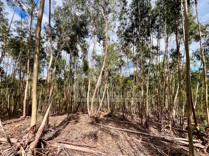 Terreno Agricola ou Rústico para Venda em Figueiró dos Vinhos e Bairradas Foto 8