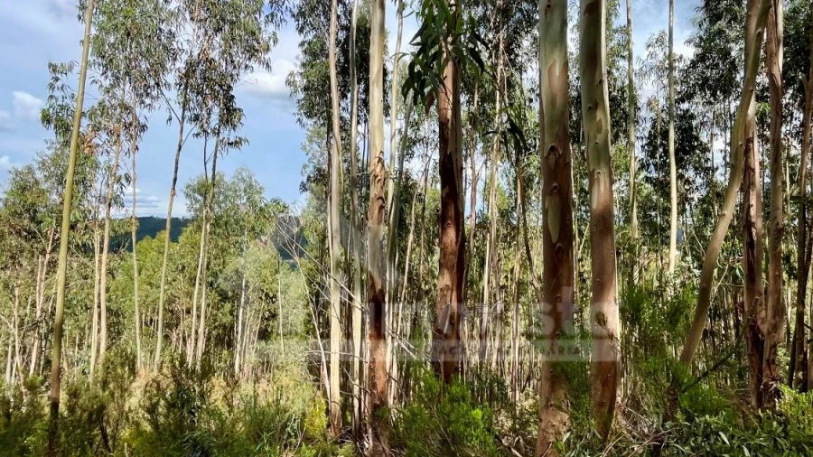 Terreno Agricola ou Rústico para Venda em Figueiró dos Vinhos e Bairradas