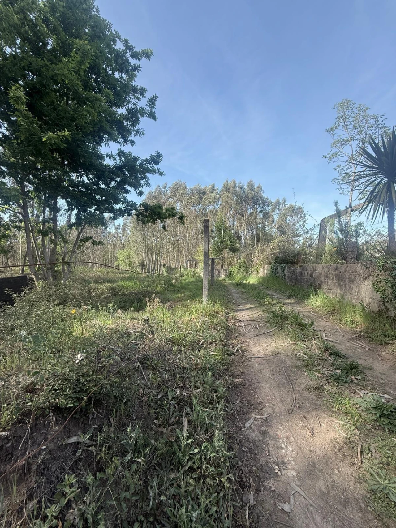 Terreno Agricola ou Rústico para Venda em Arca e Ponte de Lima Foto 3