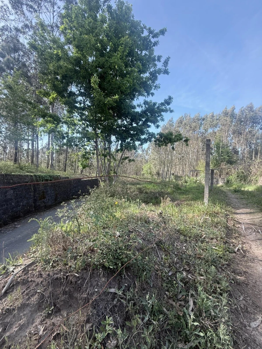 Terreno Agricola ou Rústico para Venda em Arca e Ponte de Lima Foto 6