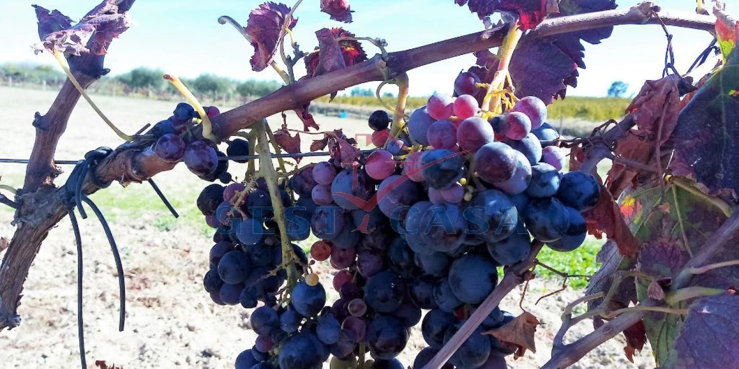 Quinta T1 para Venda em Póvoa de Atalaia e Atalaia do Campo Foto 16