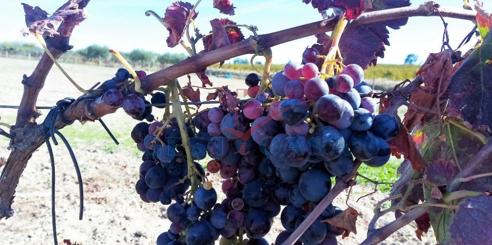 Quinta T1 para Venda em Póvoa de Atalaia e Atalaia do Campo Foto 16