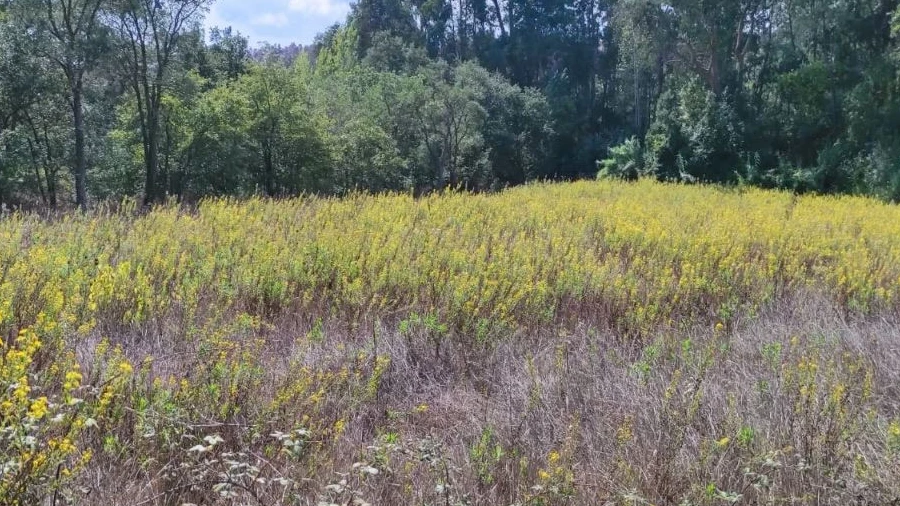 Terreno Agricola ou Rústico para Venda em Urqueira