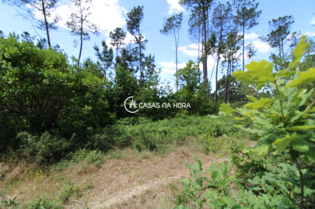 Terreno P/ Prédio para Venda em Orgens Foto 4