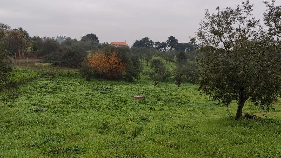 Terreno Agricola ou Rústico para Venda em Atouguia