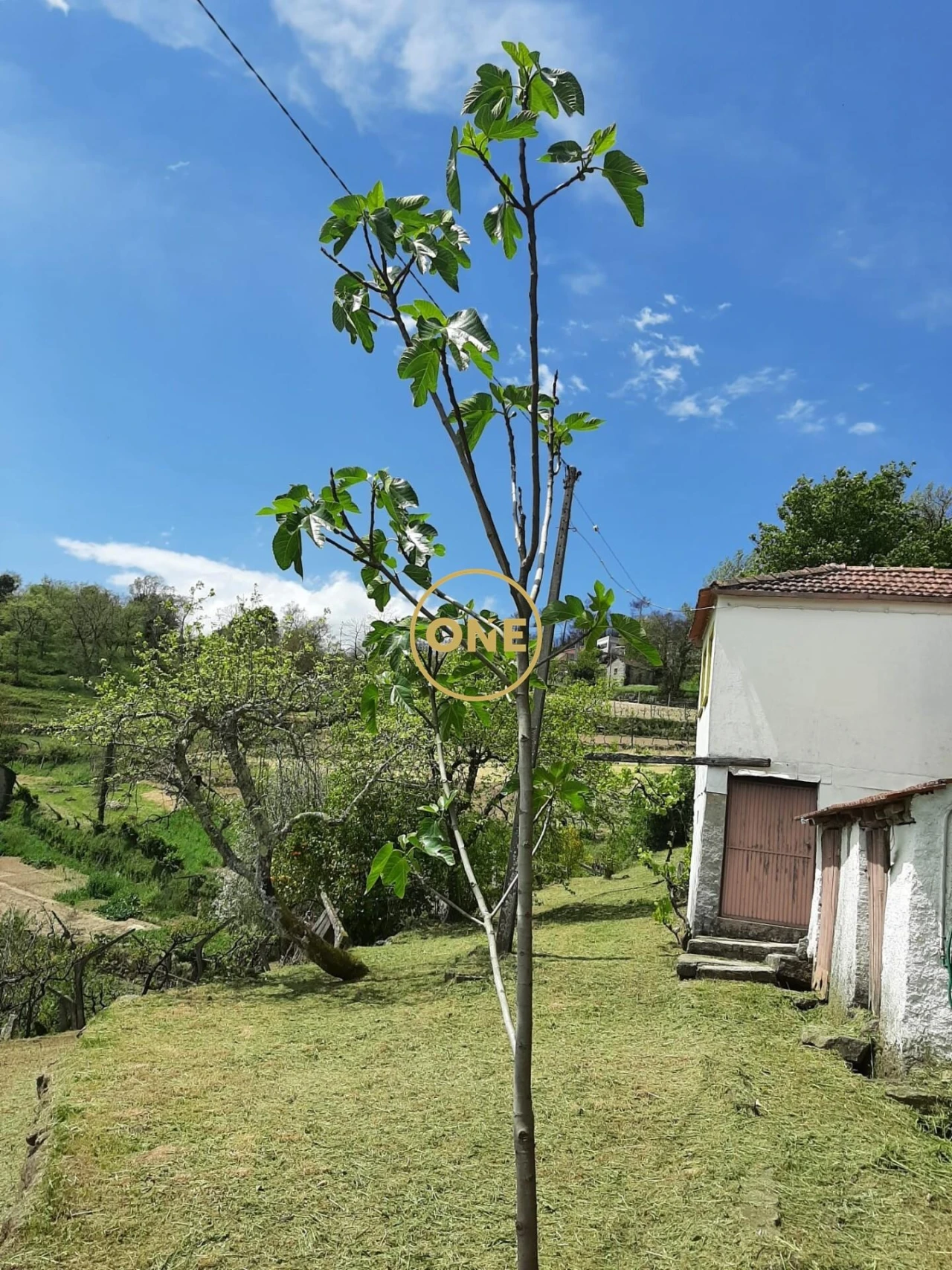 Quinta T2 para Venda em Viariz Foto 3
