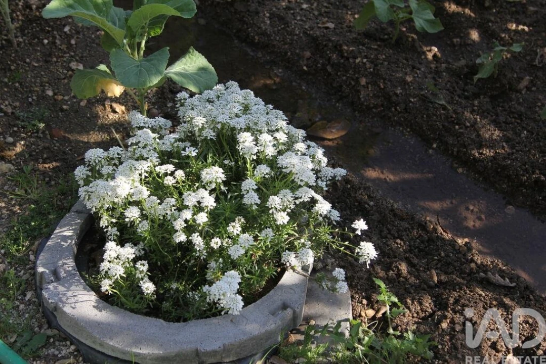 Terreno para Venda em Oliveira do Hospital e São Paio de Gramaços Foto 12