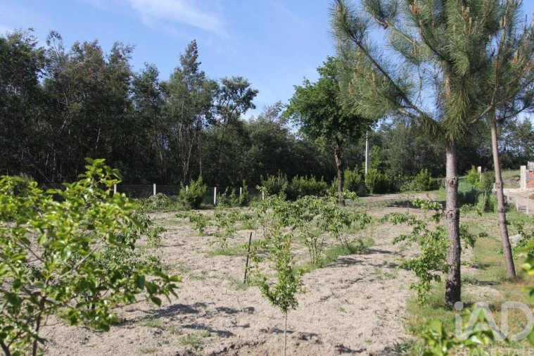 Terreno para Venda em Oliveira do Hospital e São Paio de Gramaços Foto 10
