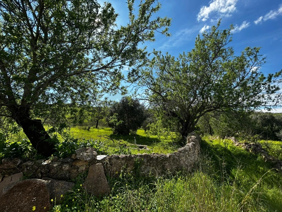 Terreno para Venda em Alcantarilha e Pêra Foto 5