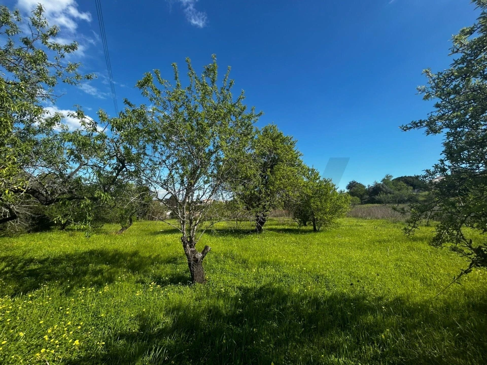 Terreno para Venda em Alcantarilha e Pêra Foto 9
