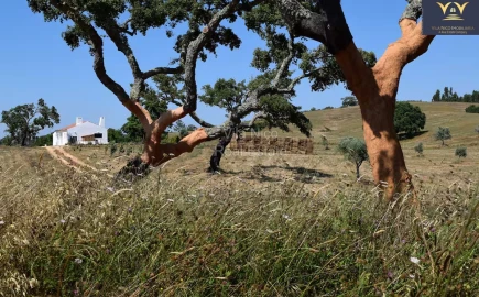 Moradia T2 para Venda em Cercal