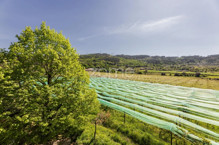 Quinta T4 para Venda em Geraz do Minho Foto 29