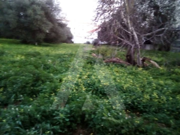 Terreno para Venda em Almancil