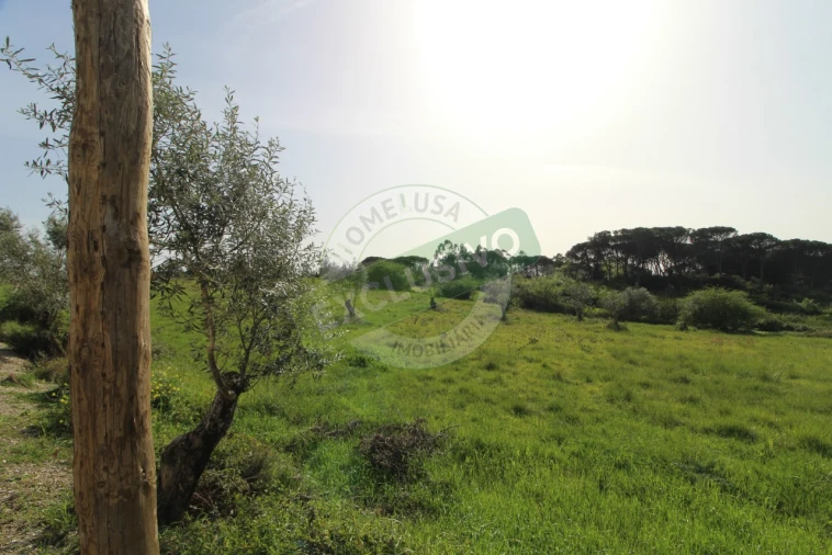 Terreno para Venda em Montemor-O-Velho e Gatões Foto 13