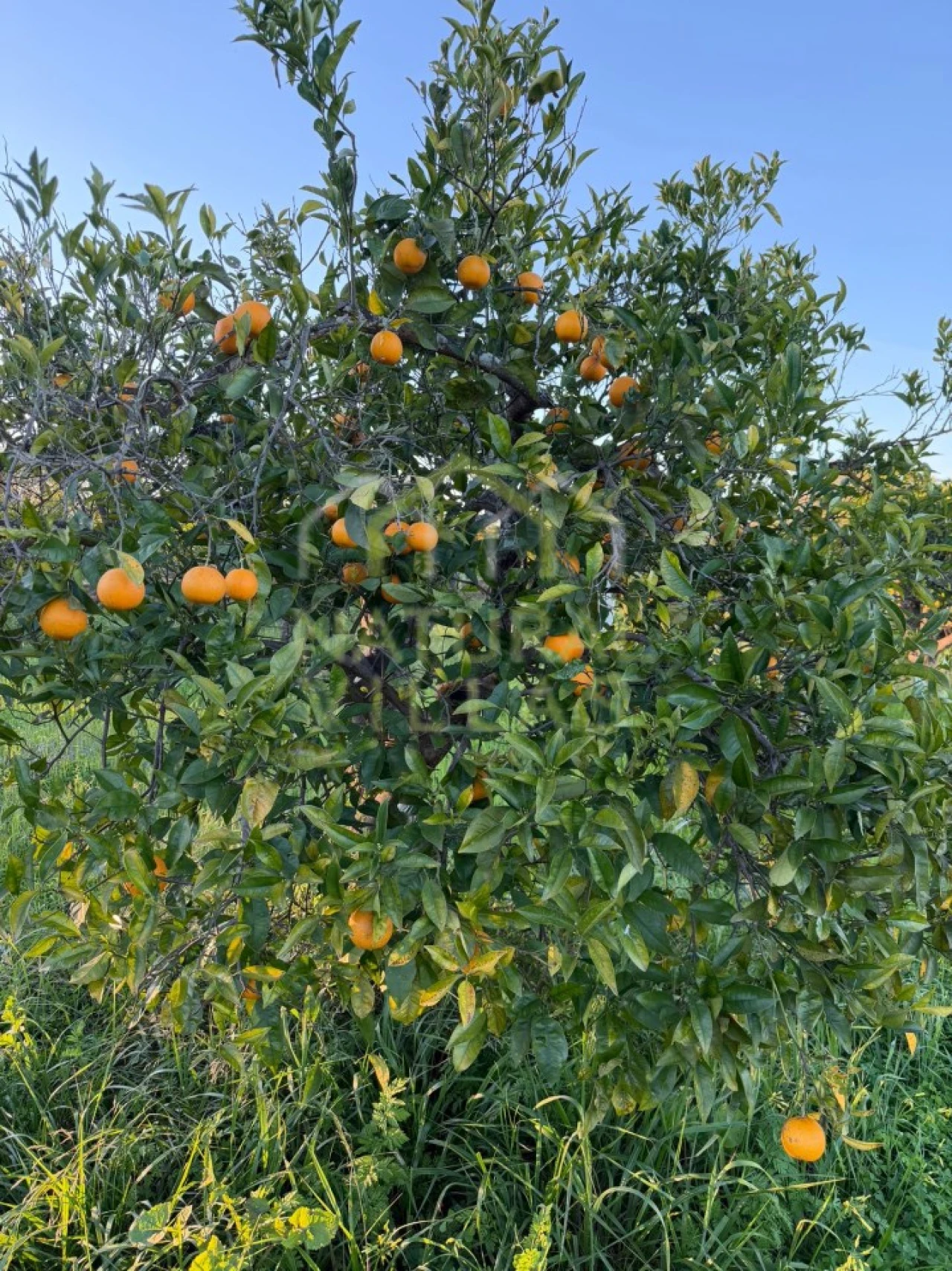 Terreno Agricola ou Rústico para Venda em Paderne Foto 10