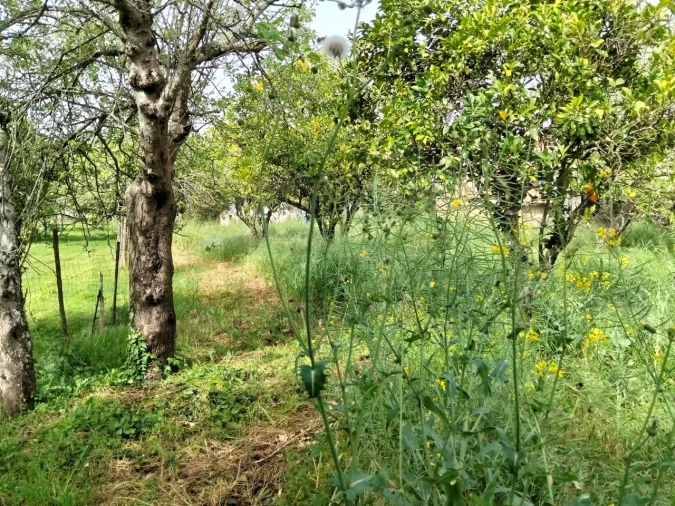 Terreno para Venda em Albergaria-A-Velha e Valmaior Foto 16