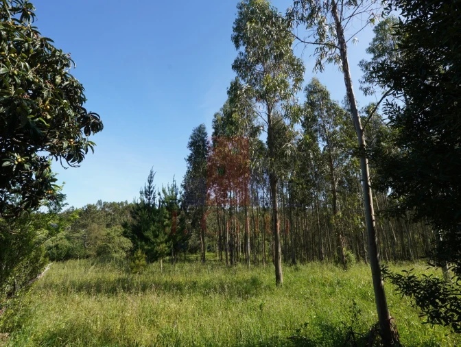 Moradia para Venda em A dos Negros Foto 30