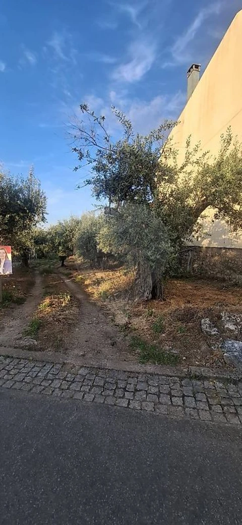 Terreno para Venda em Castelo Branco