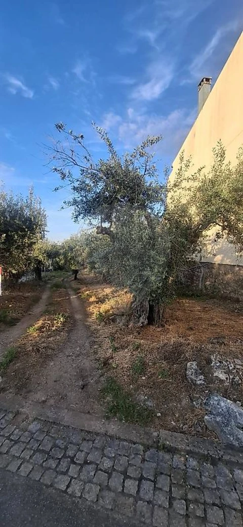 Terreno para Venda em Castelo Branco