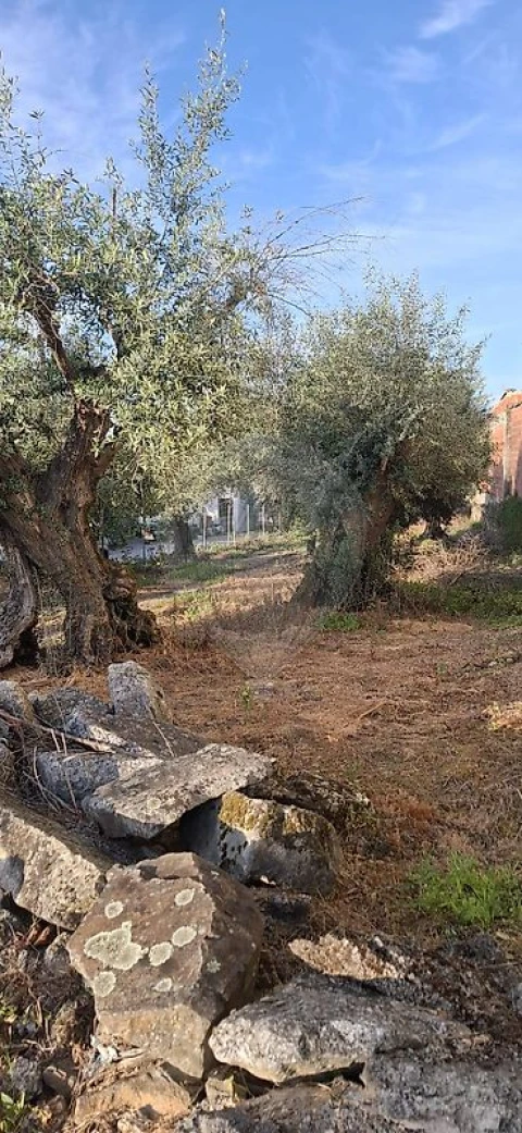 Terreno para Venda em Castelo Branco