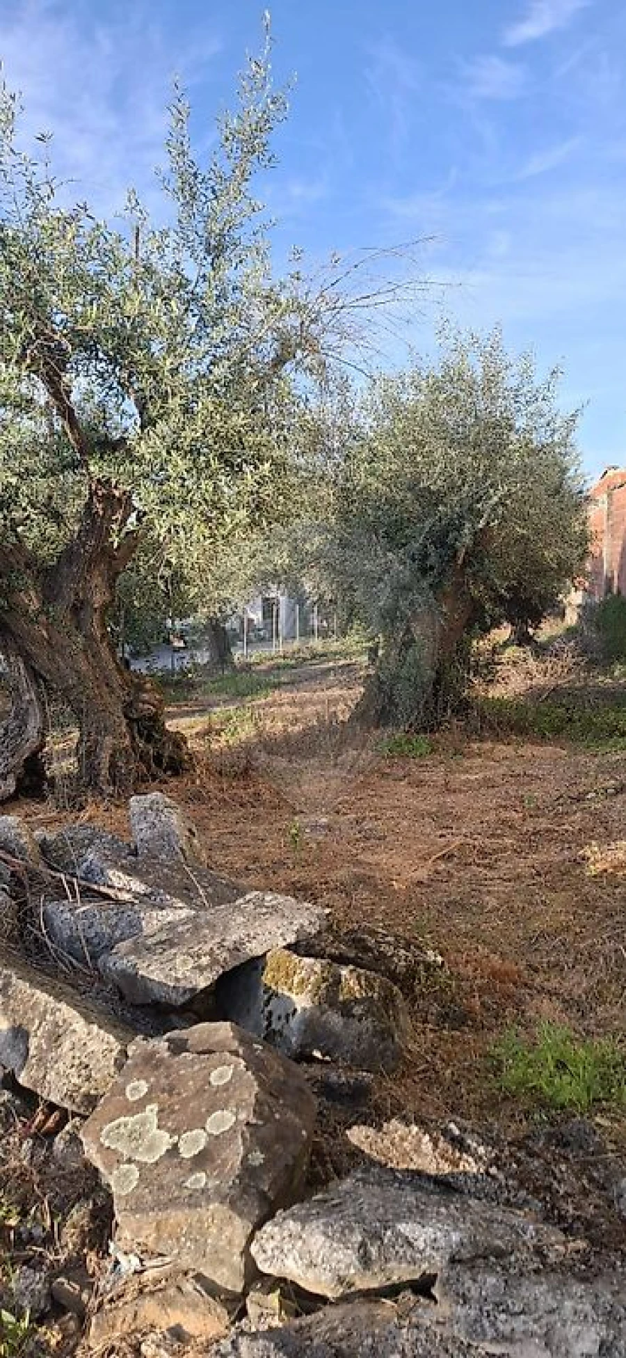 Terreno para Venda em Castelo Branco Foto 5